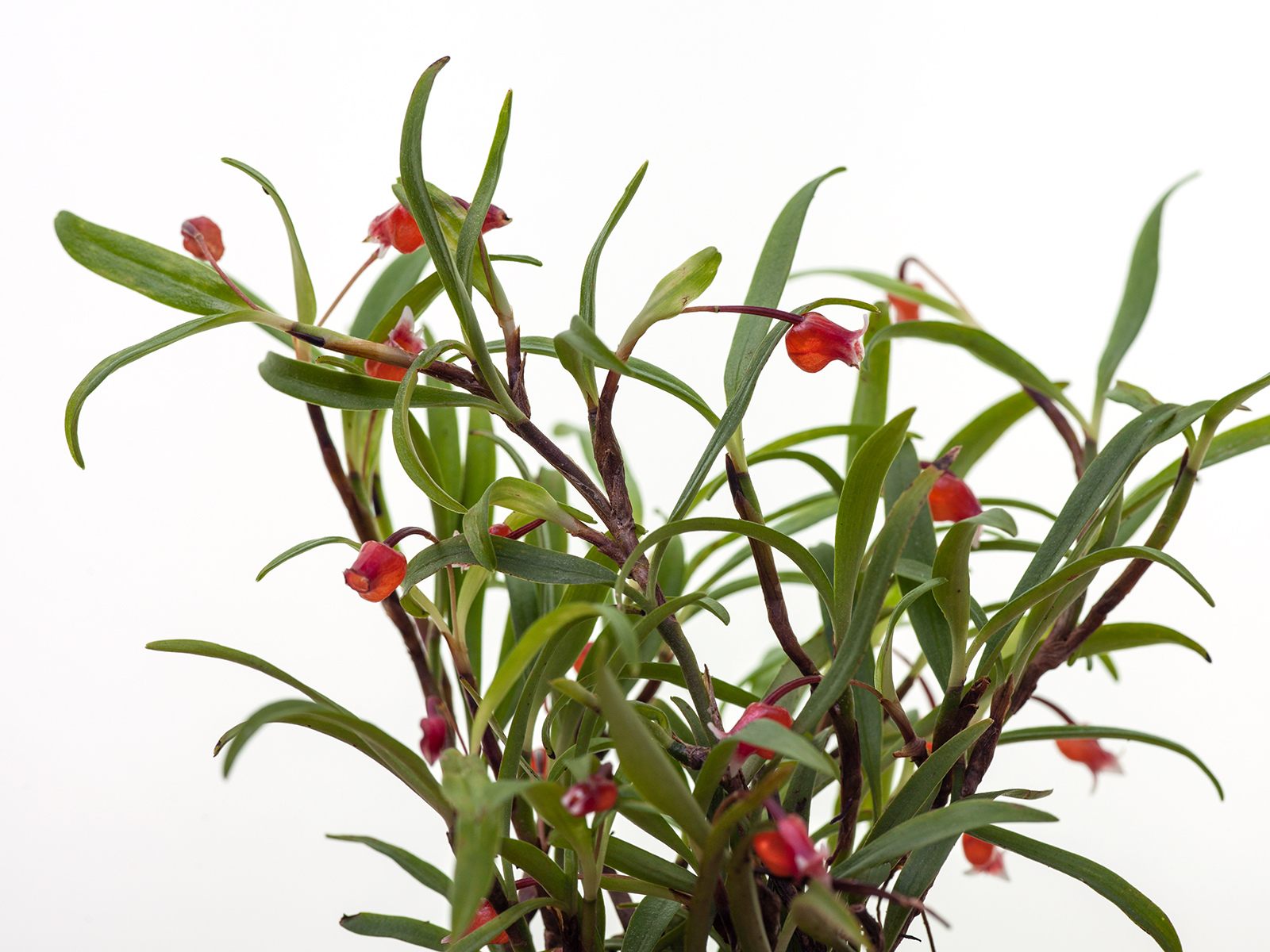 Mediocalcar bifolium 