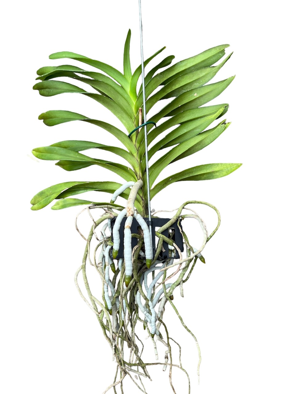 Vanda coerulea