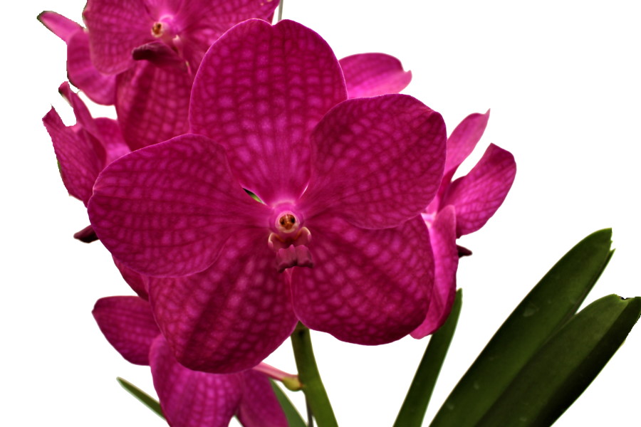 Vanda NITAYA® Raspberry Cerise