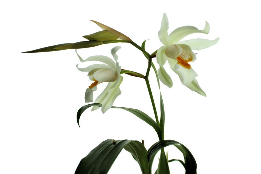 Coelogyne Linda Buckley (mooreana x cristata)