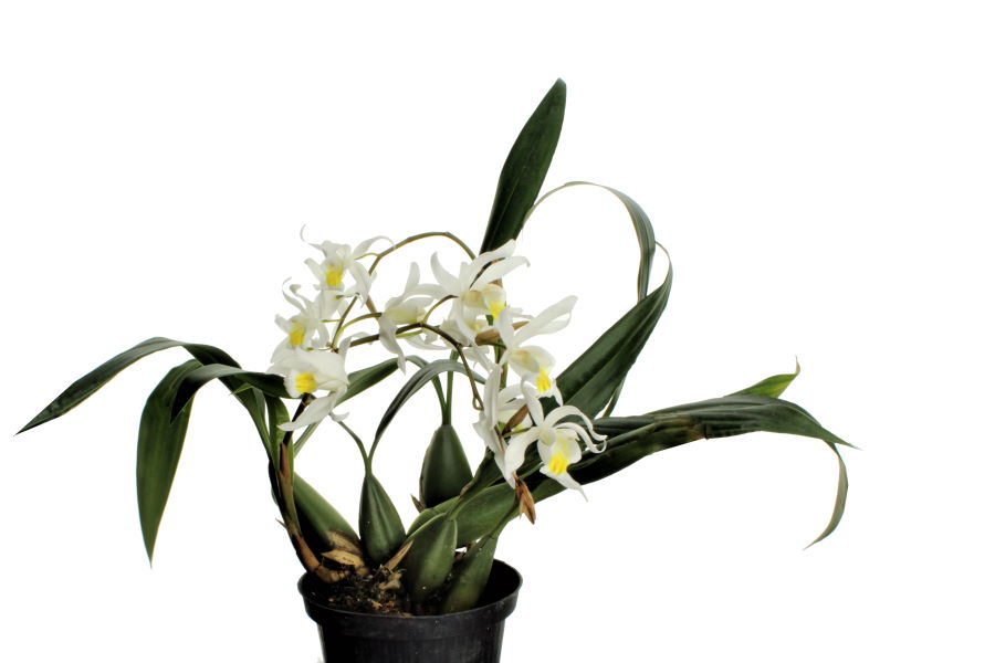 Coelogyne Intermedia (cristata x tomentosa)