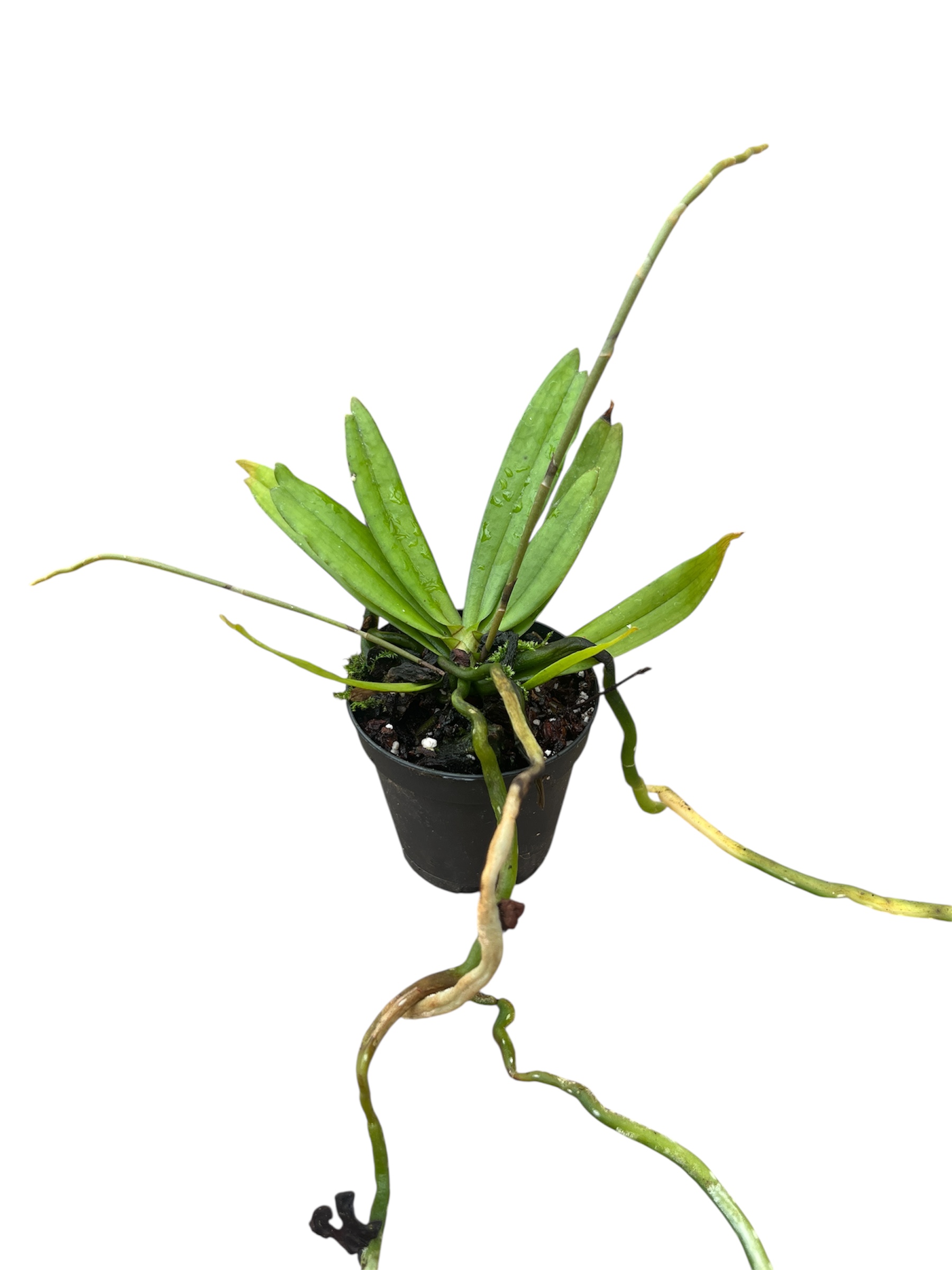 Aerangis mystacidii x rhodosticta