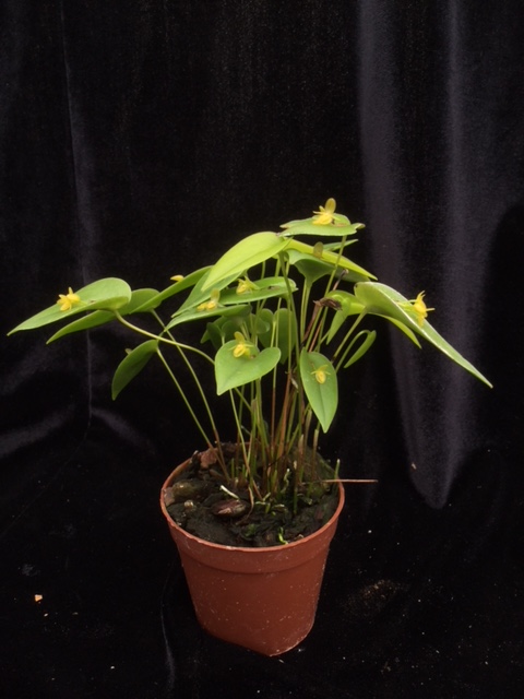 Pleurothallis cordifolia