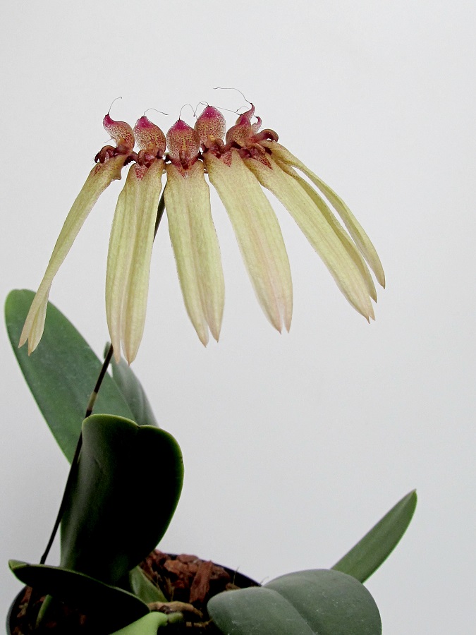 Bulbophyllum longiflorum hell