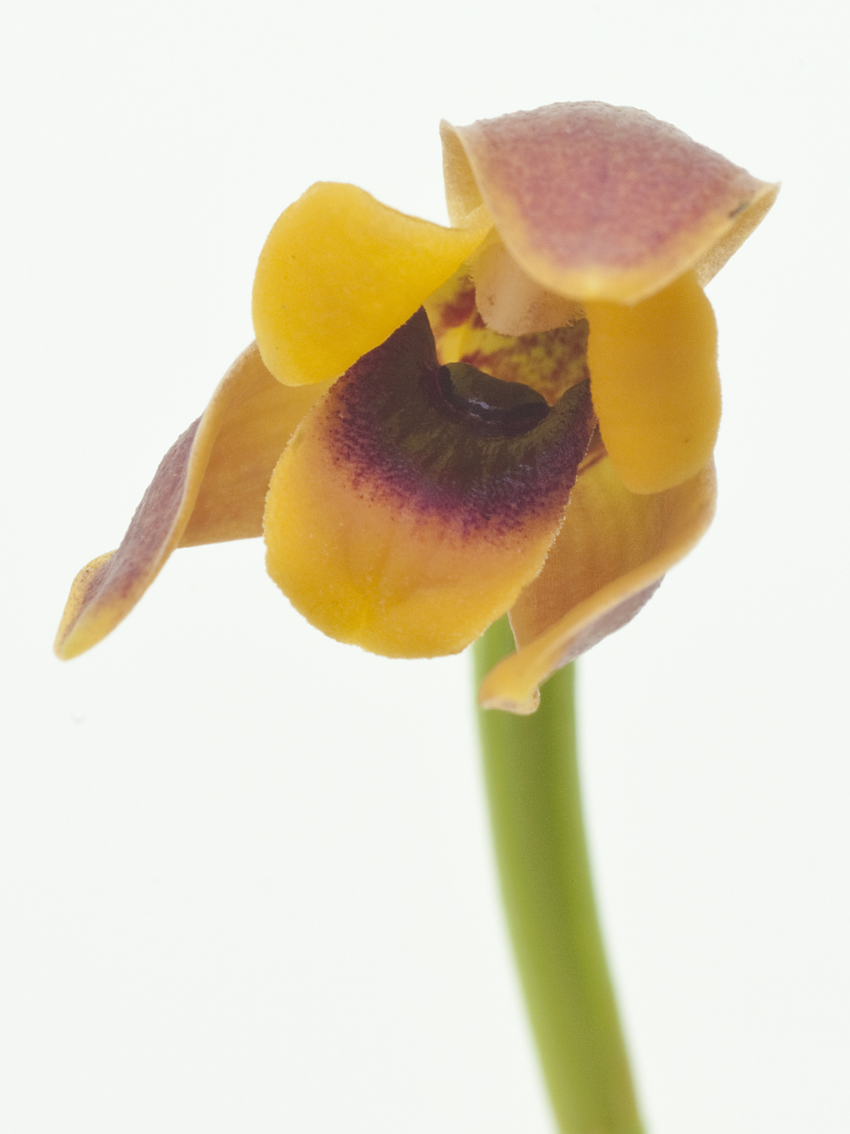 Maxillaria variabilis orange