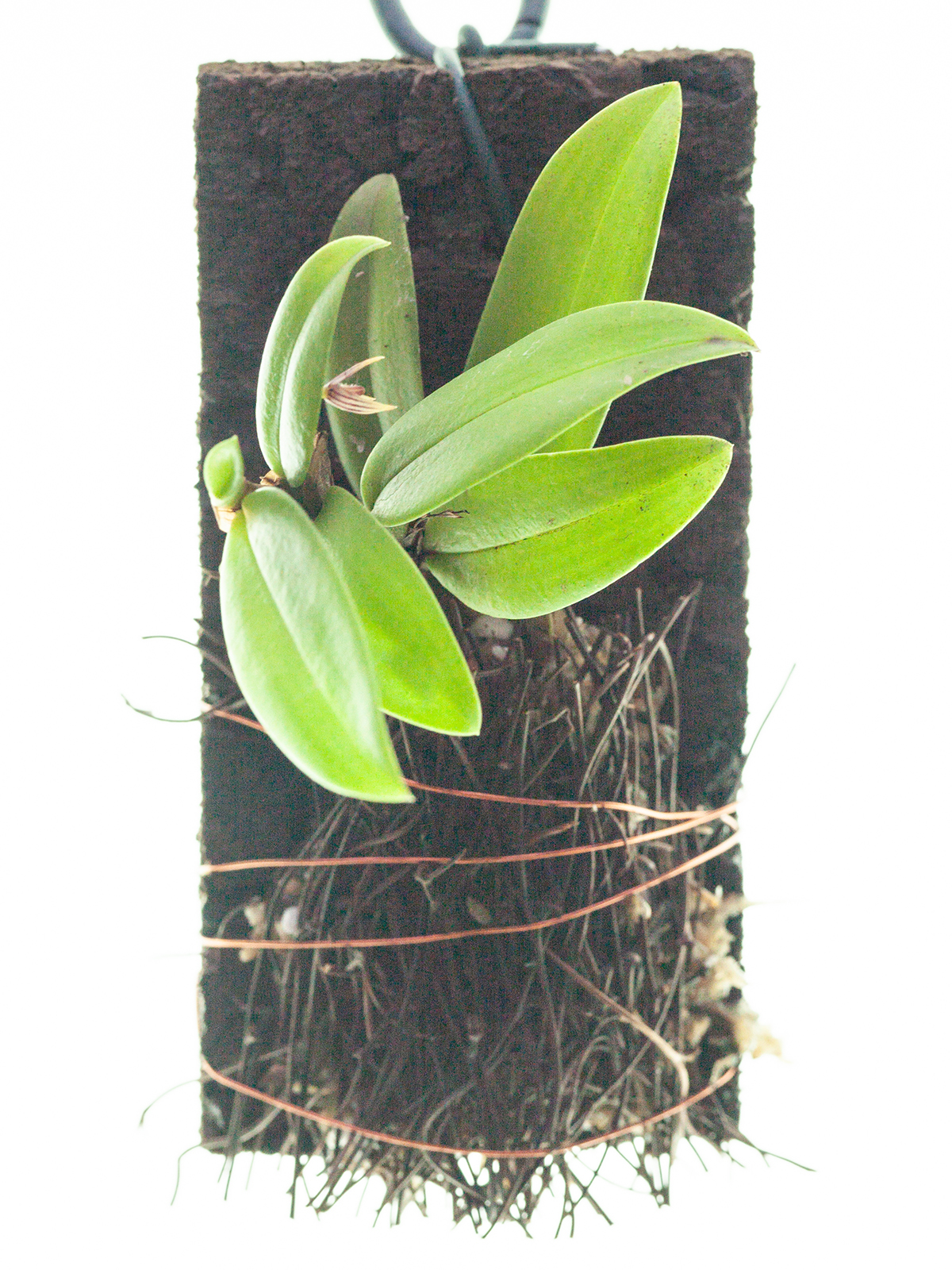 Bulbophyllum radicans