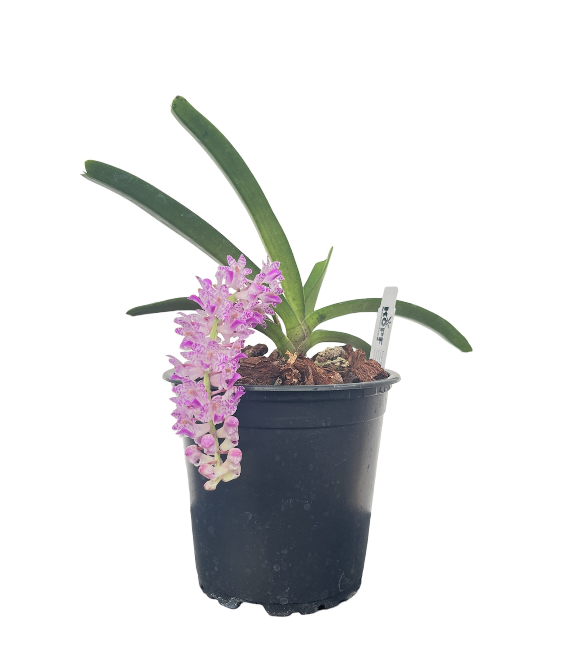 Aerides multiflora