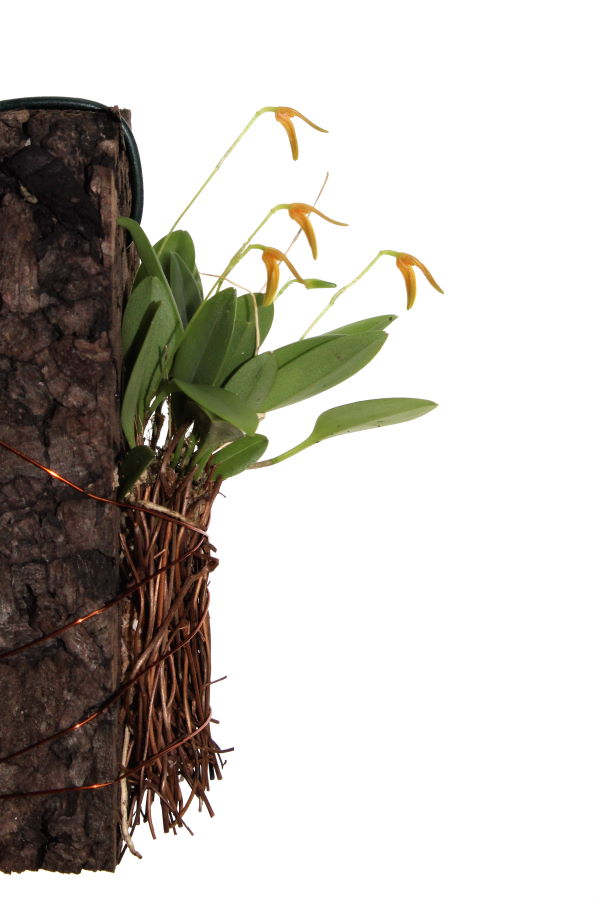 Pleurothallis corniculata