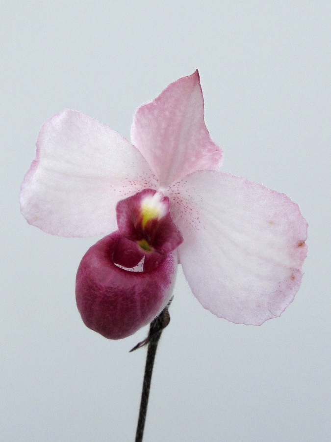 Paphiopedilum delenatii 'vinicolor'