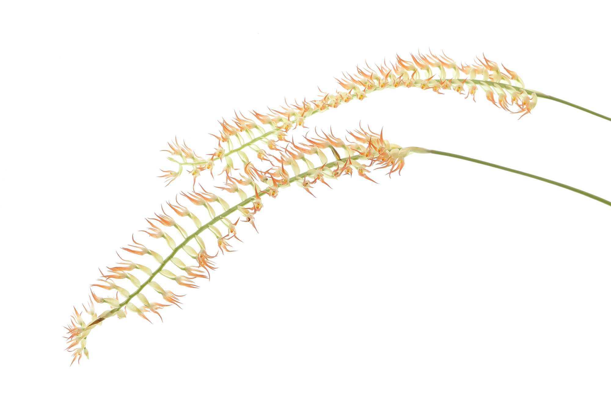 Dendrochilum kopfii