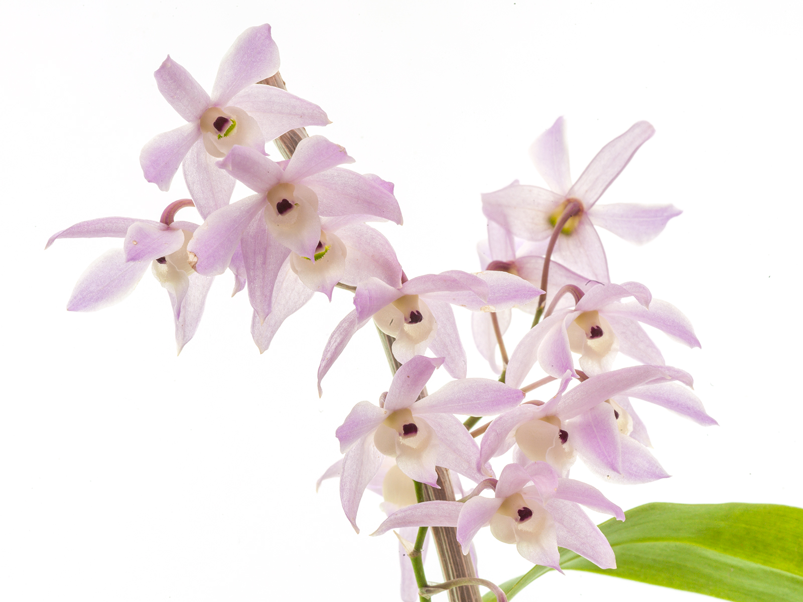 Dendrobium hercoglossum