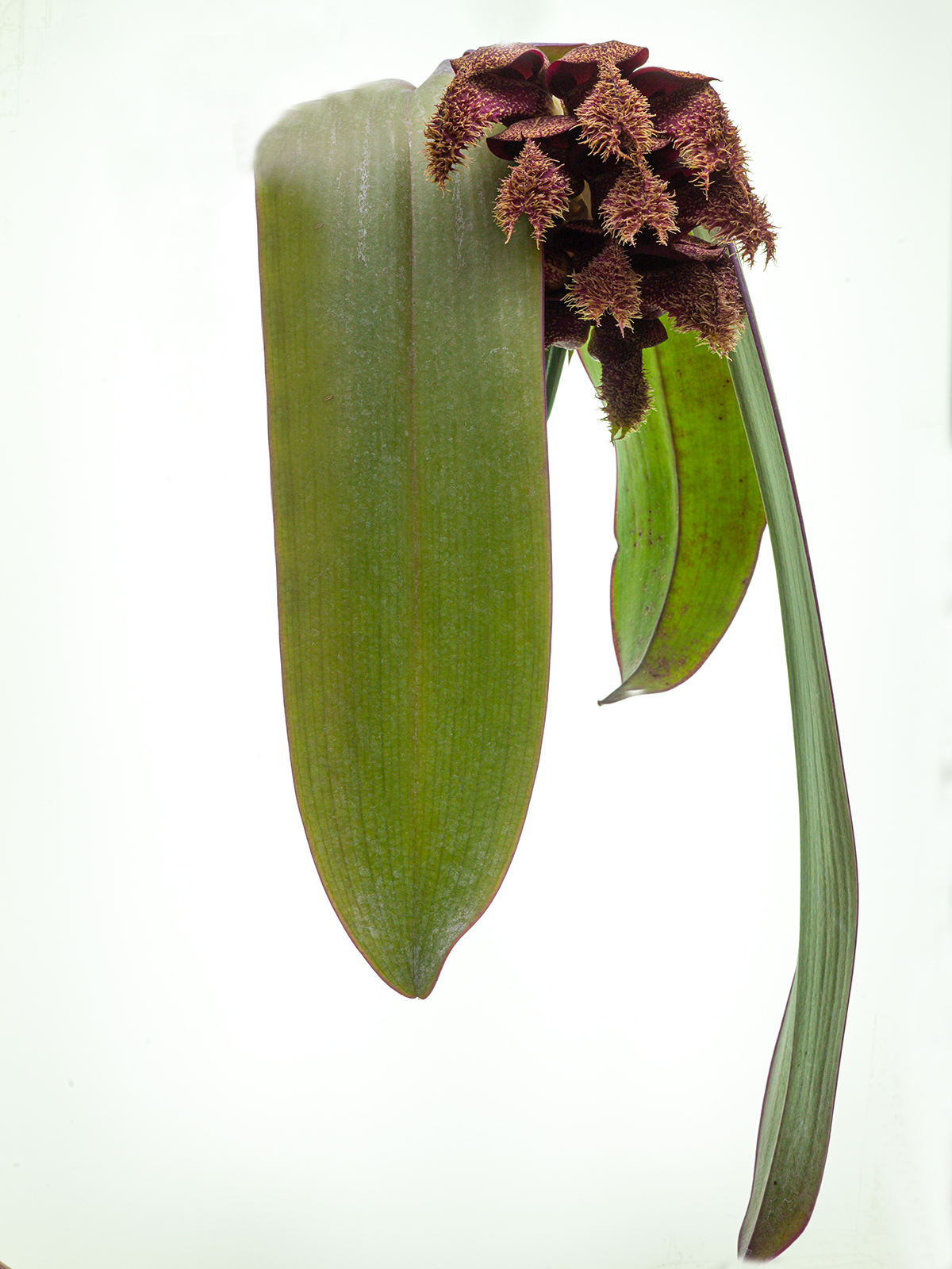 Bulbophyllum phalaenopsis compact