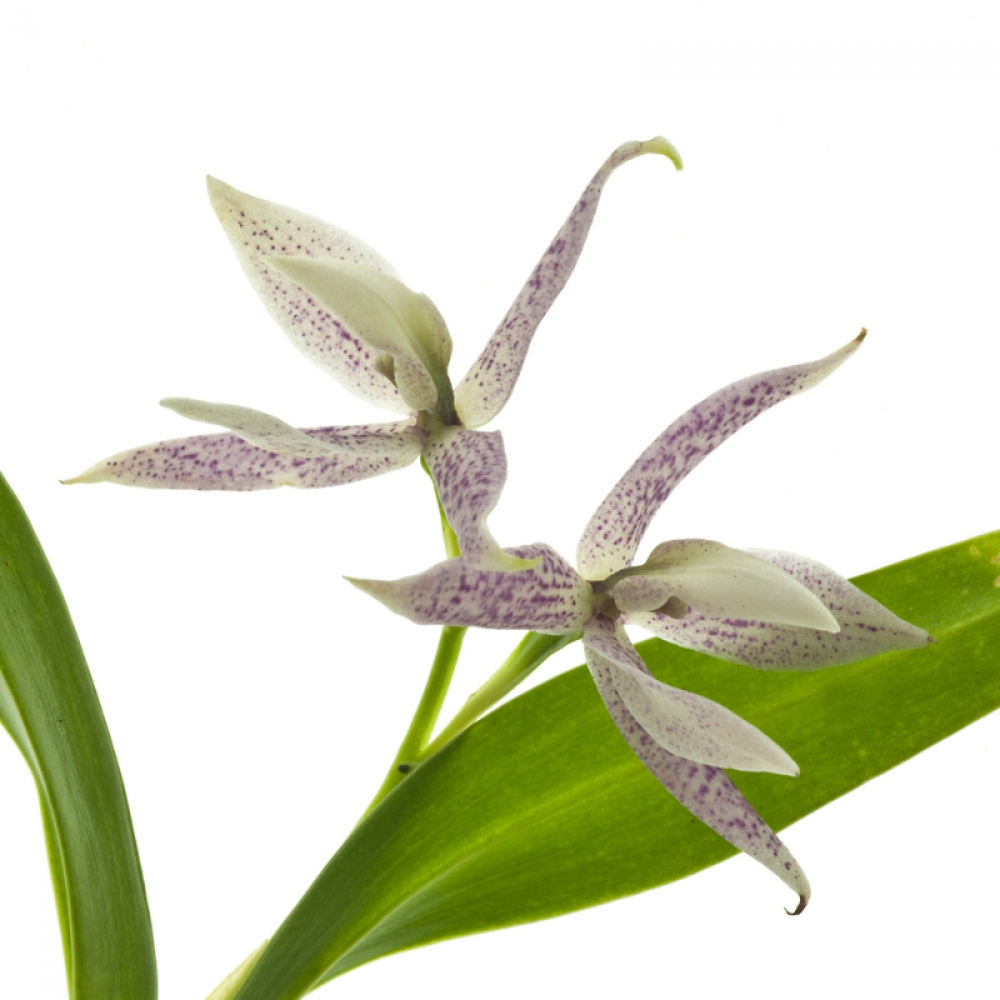 Encyclia garciana