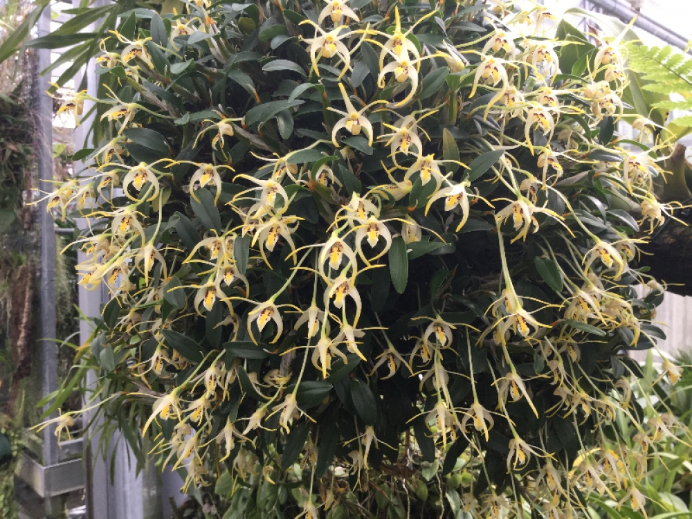 Dendrobium phalangillum