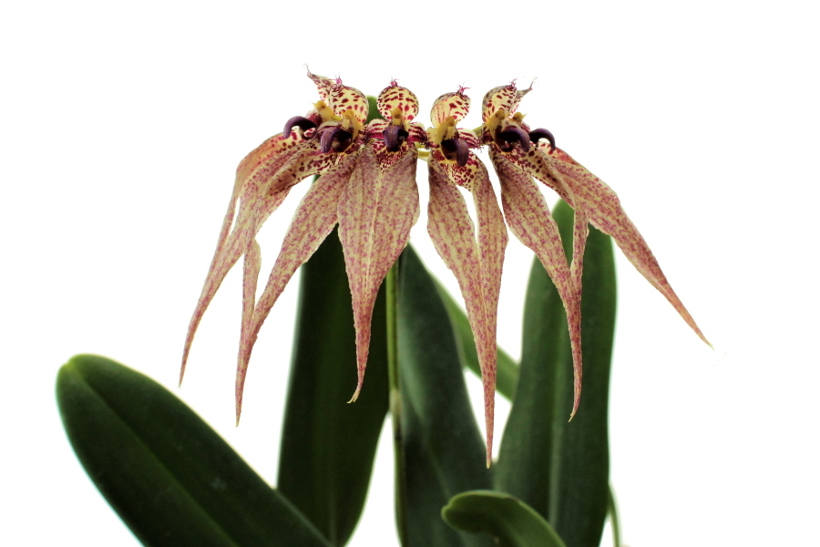 Bulbophyllum picturatum Hybr.