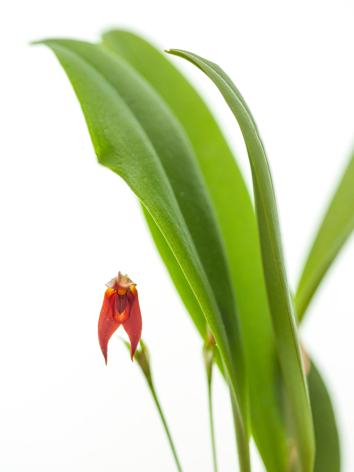Pleurothallis fulgens