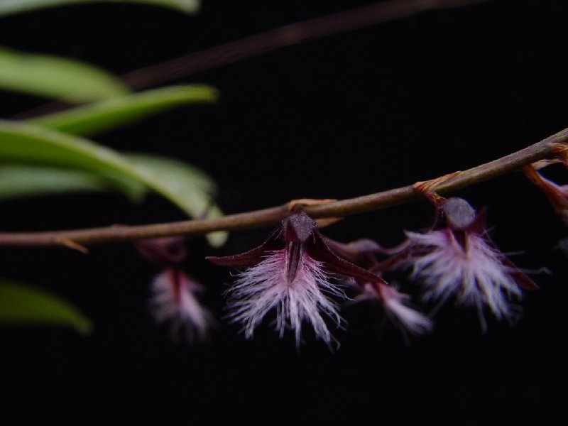 Bulbophyllum saltatorium var. albociliatum