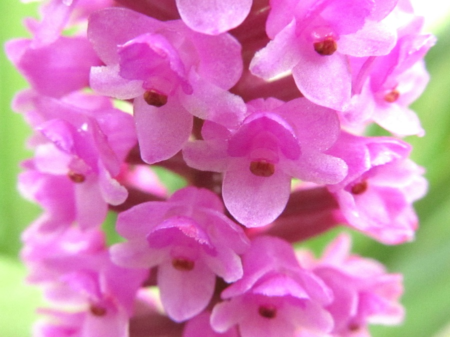 Arpophyllum giganteum