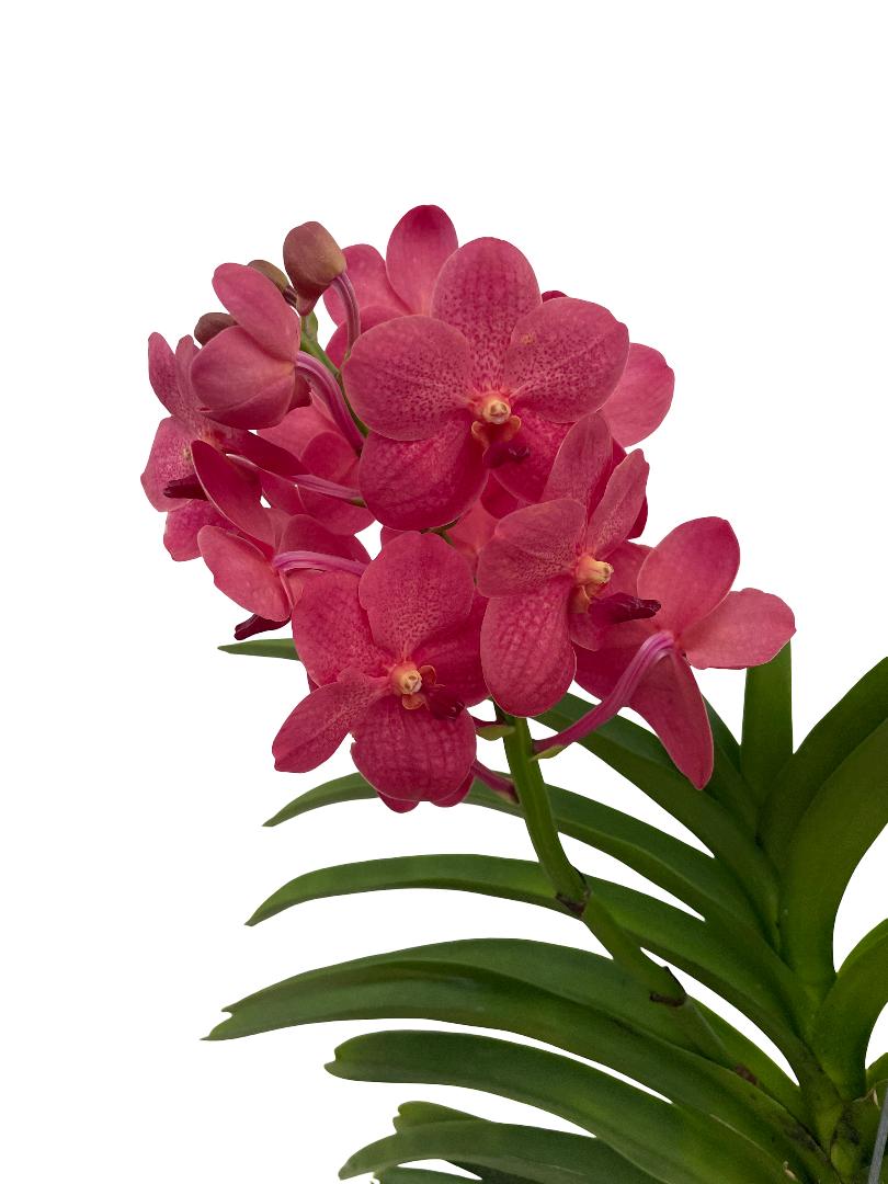Vanda Red Magic