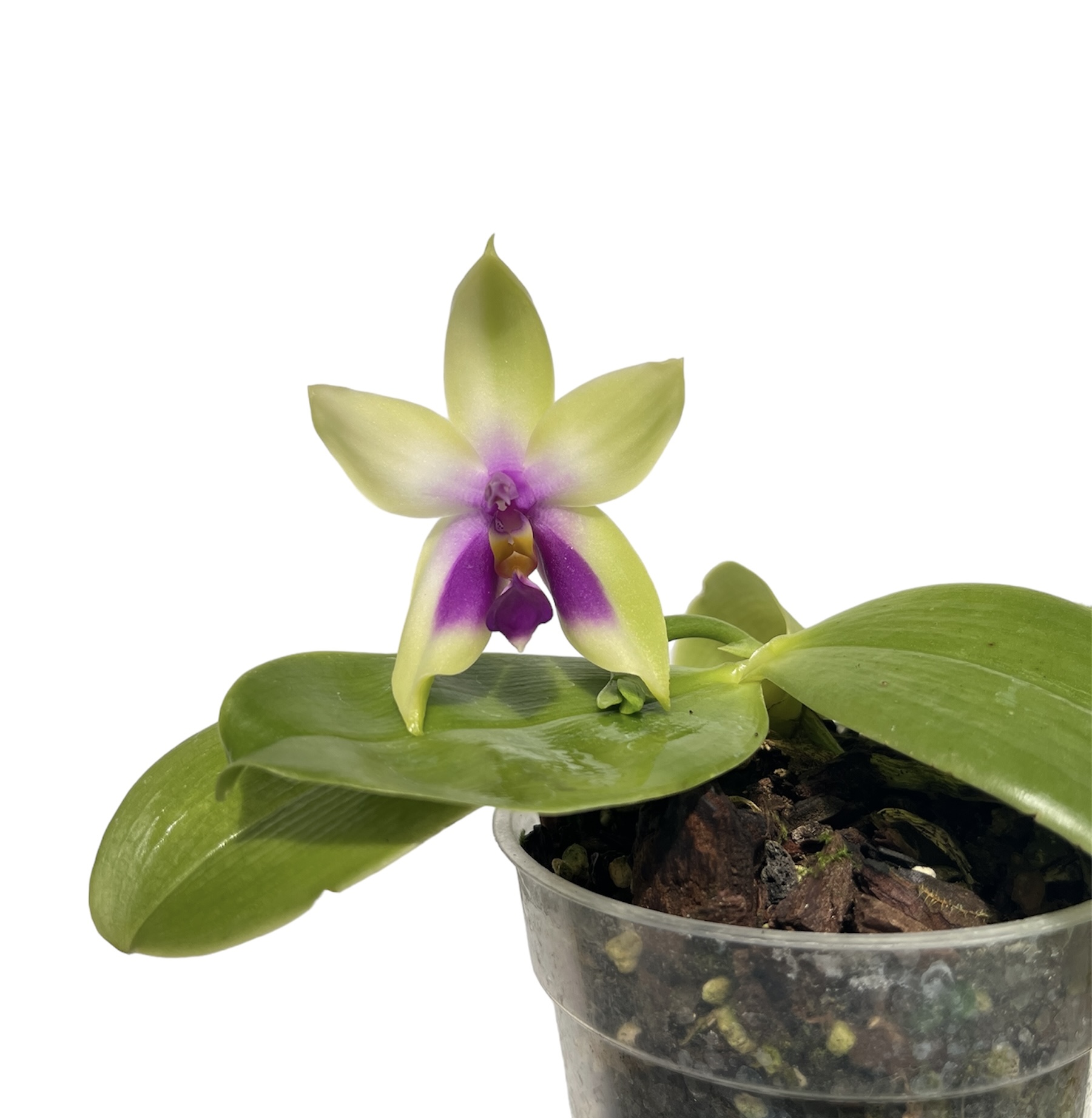 Phalaenopsis bellina var. coerulea