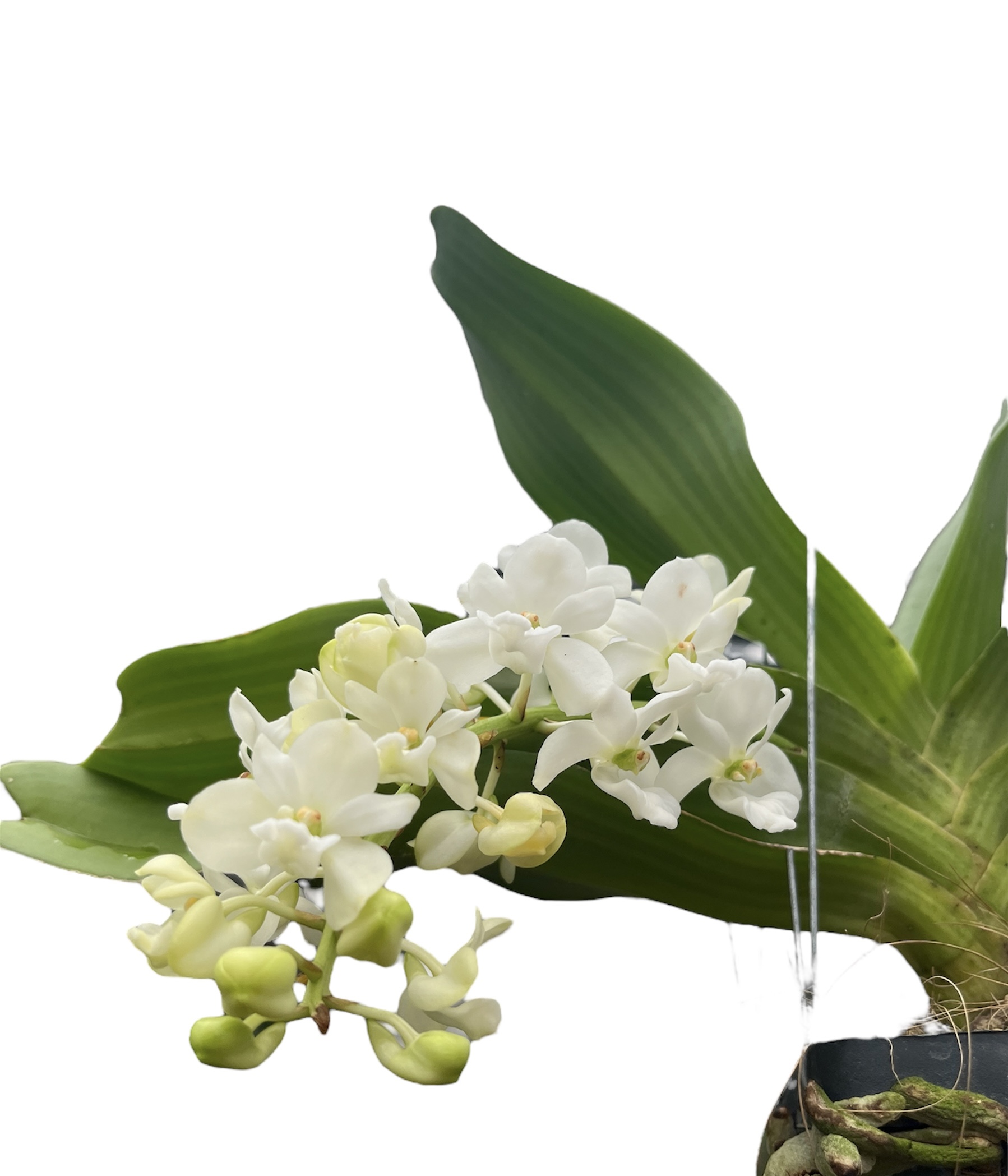 Rhynchostylis gigantea (white/weiß)