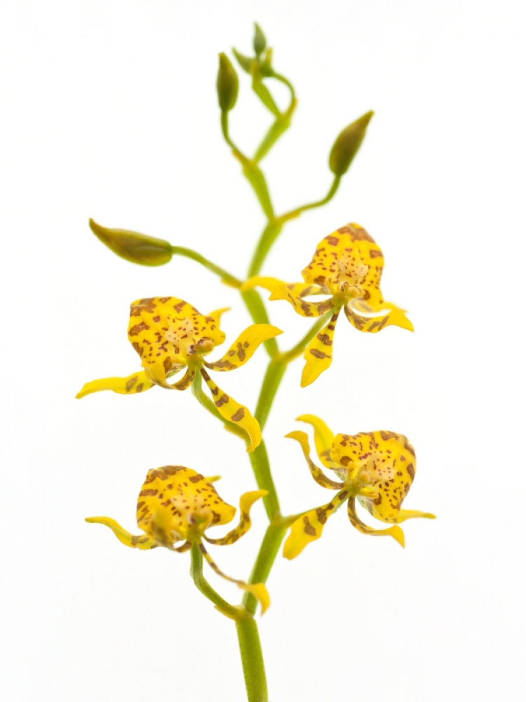 Oncidium auriculatoides (Syn. Sigmatostalix auriculata)