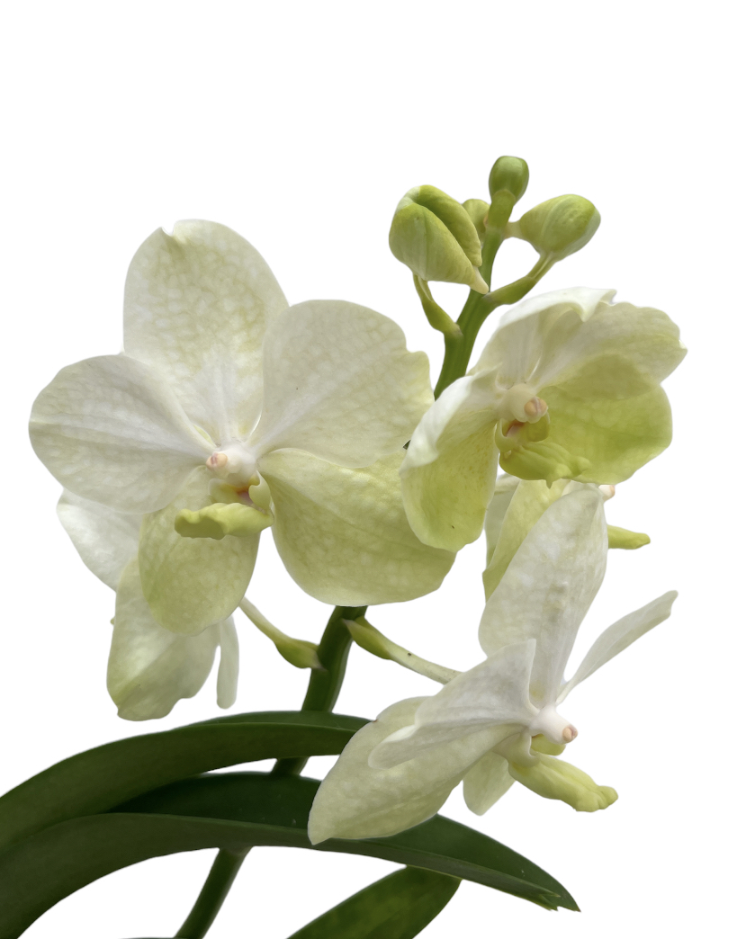 Vanda TAYANEE®  White