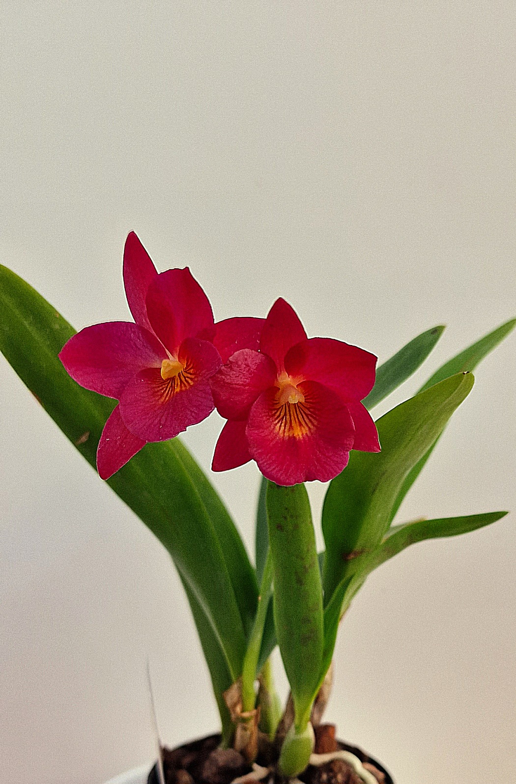 Cattleya Guaritonia Why Not 'Rownd about' AM/AOS