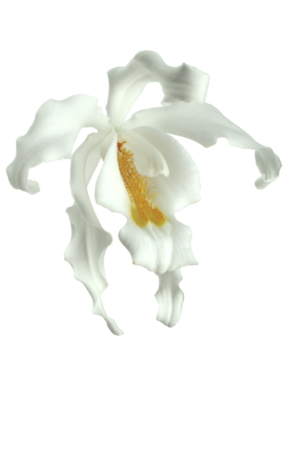 Coelogyne cristata