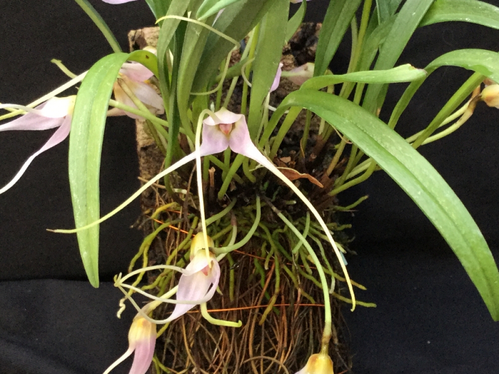 Masdevallia lilacina (getopft/potted)