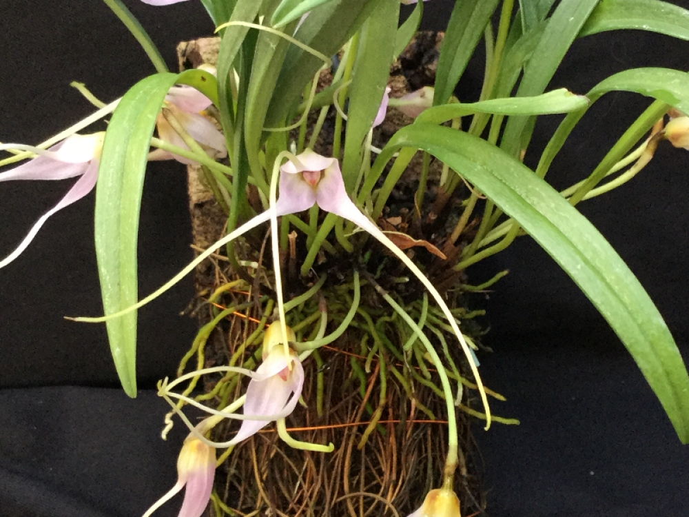 Masdevallia lilacina (mounted)