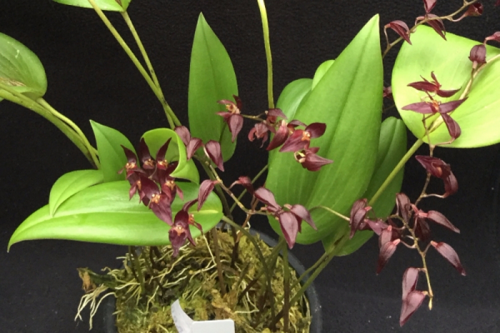 Pleurothallis powellii dark