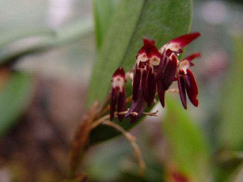 Trichosalpinx blaisdellii (a)