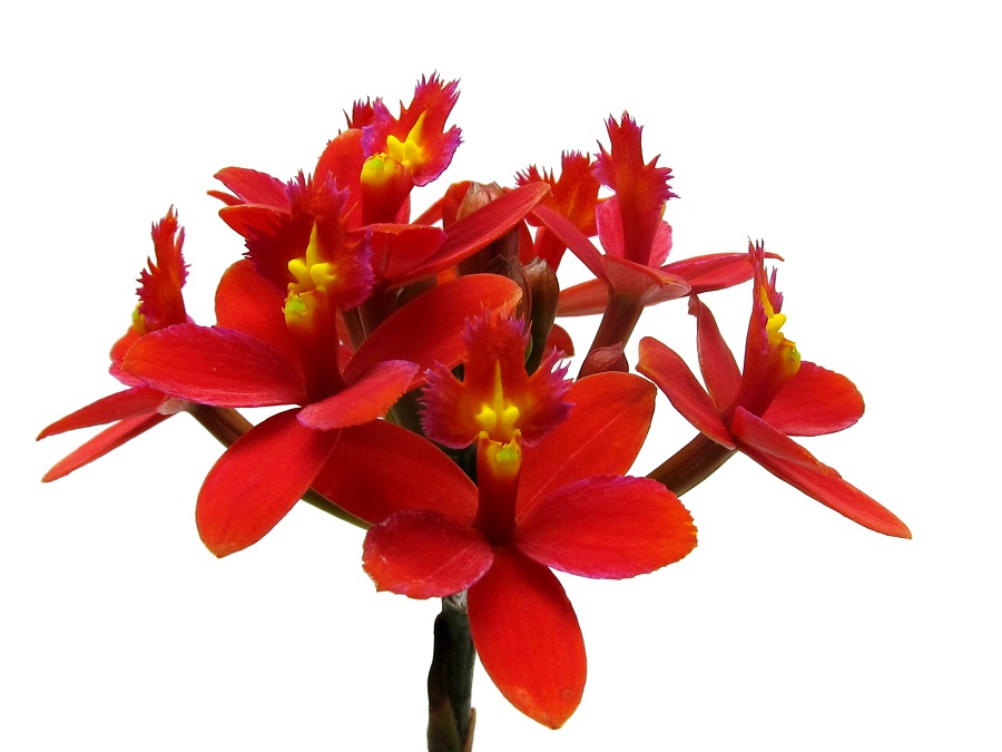 Epidendrum radicans rot
