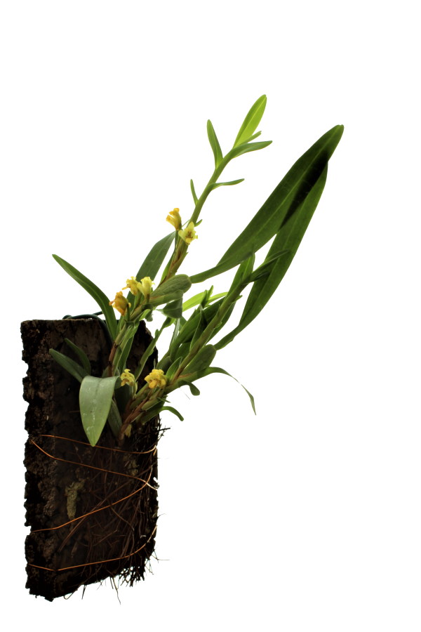 Maxillaria caespitifica