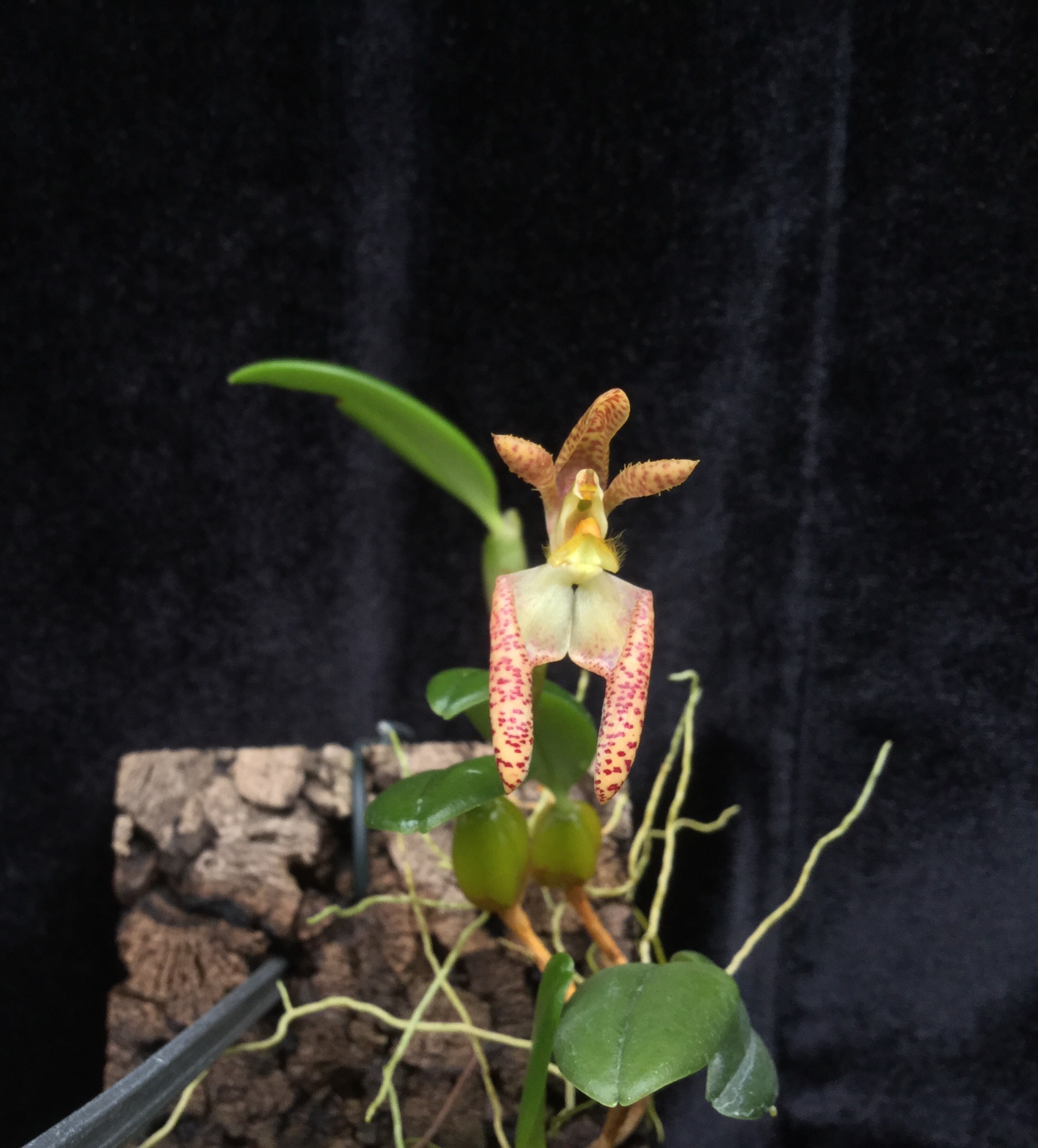 Bulbophyllum lasiochilum