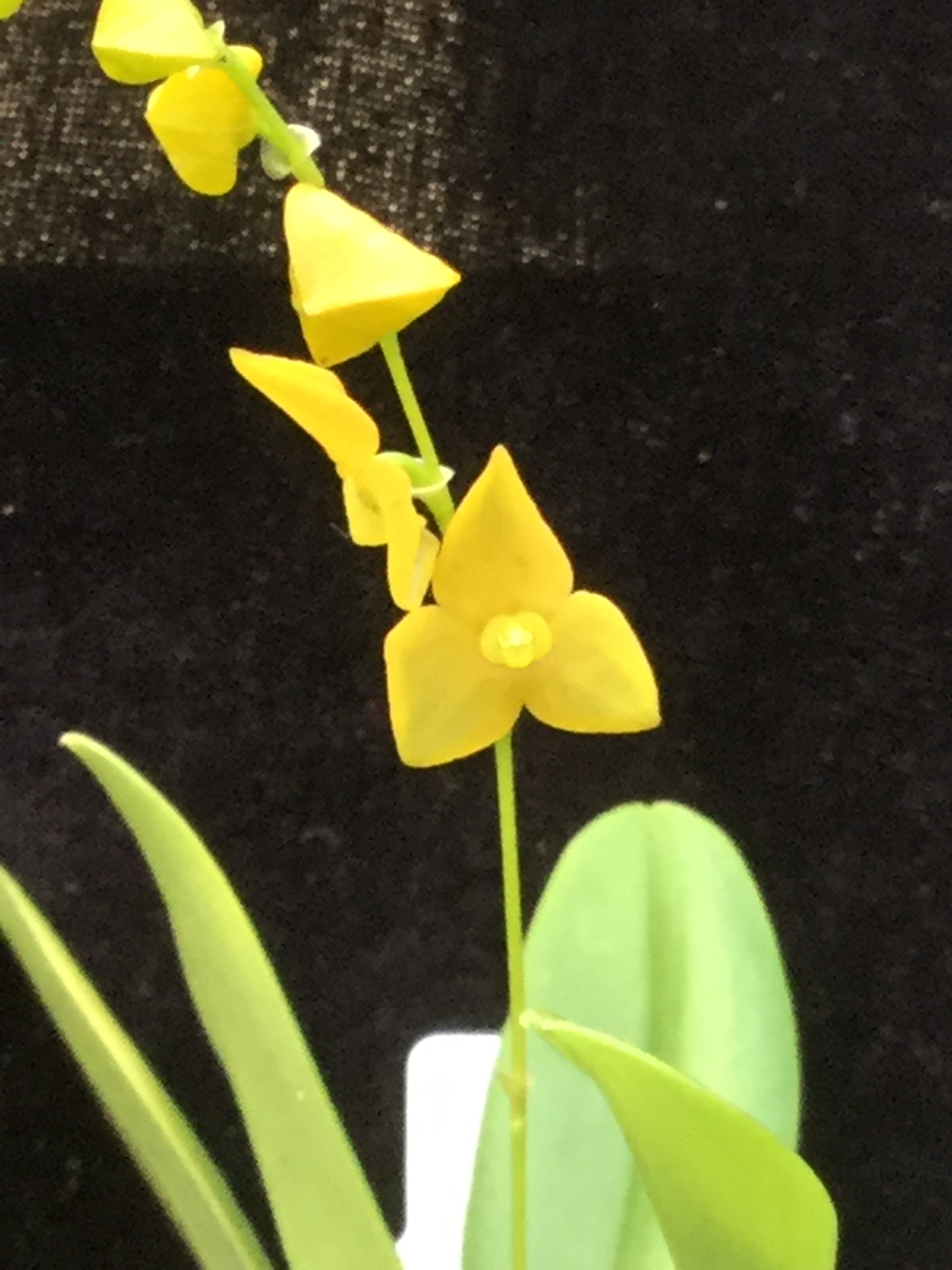 Stelis superbiens