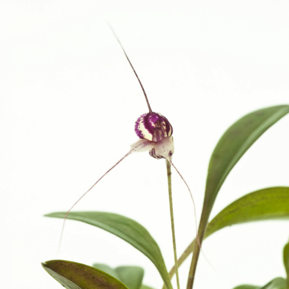 Masdevallia nidifica var. dalessandroi