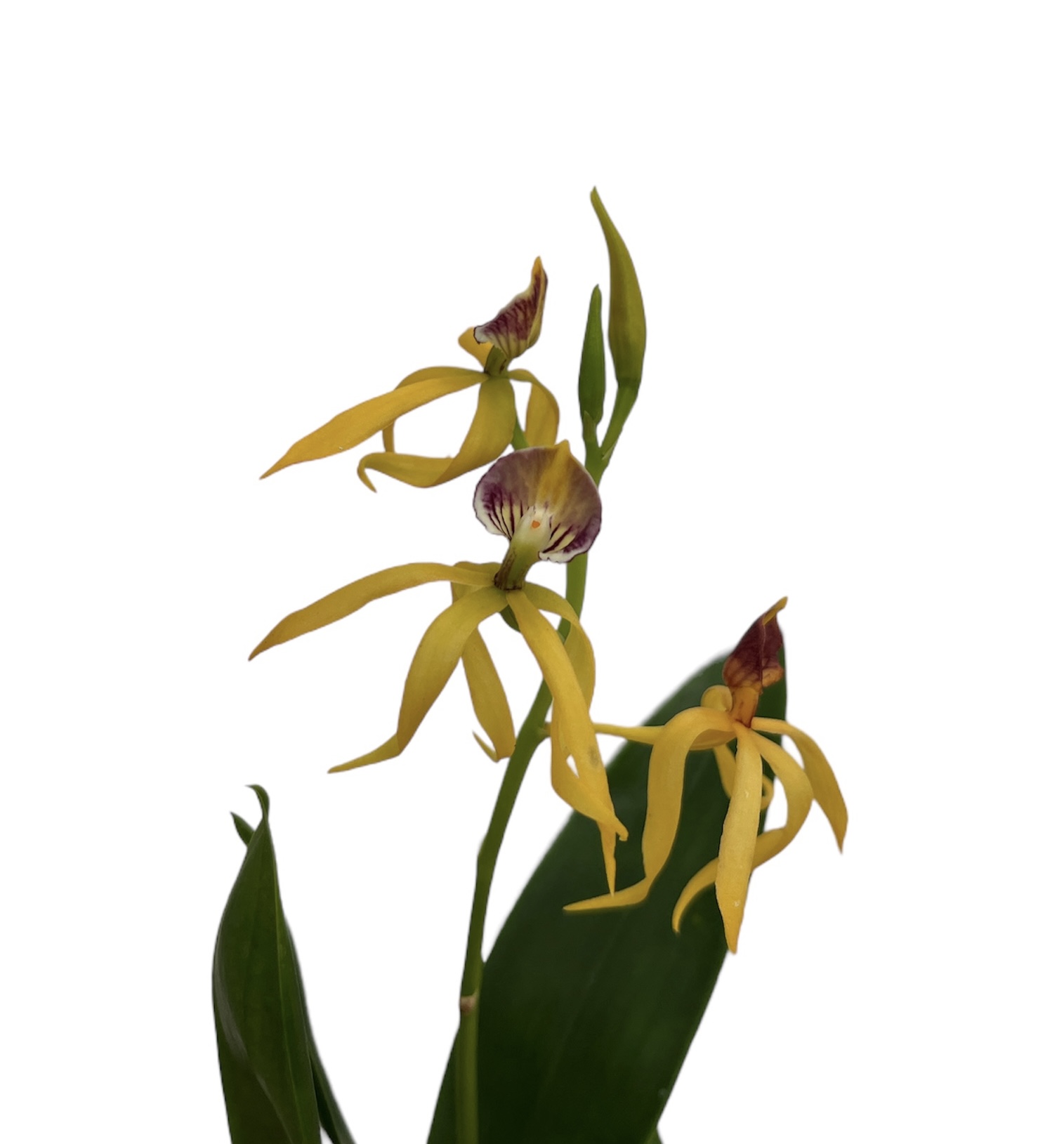 Encyclia Jasper