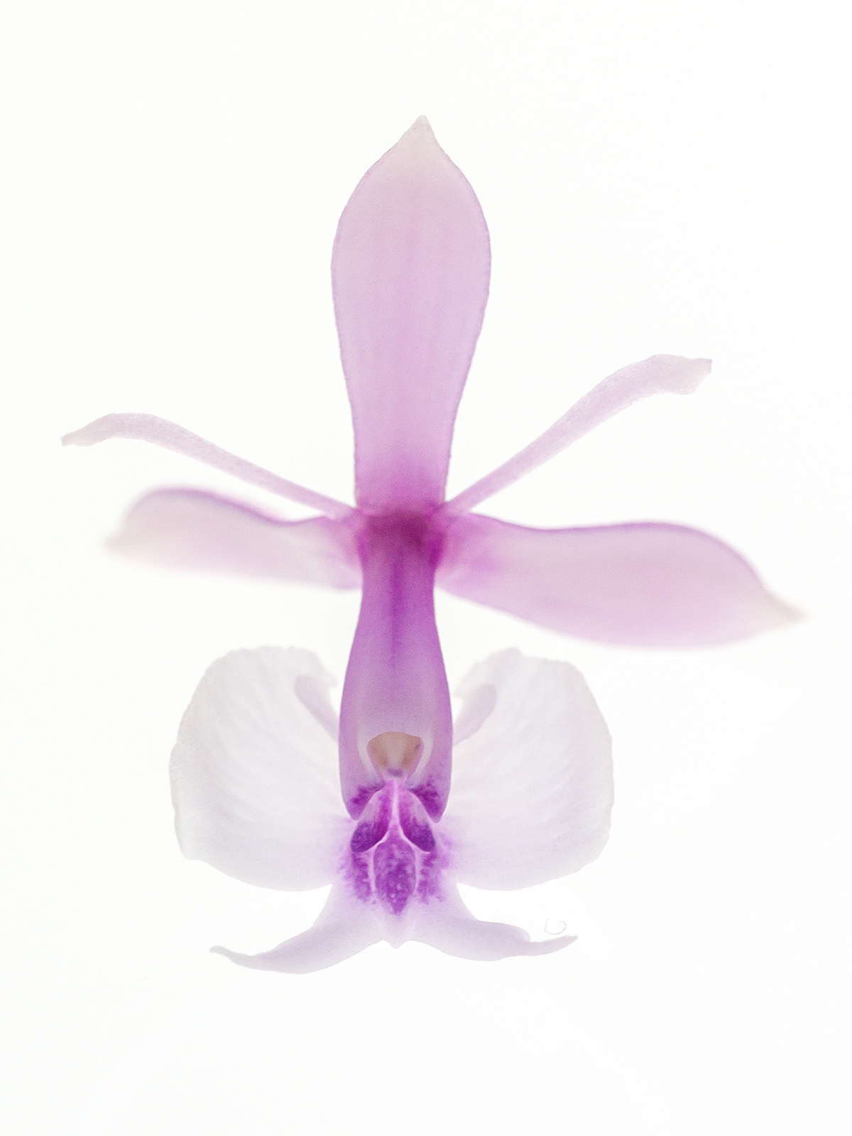 Epidendrum Anika Hassinger
