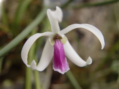 Leptotes bicolor var. majus