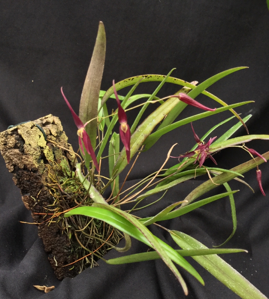 Pleurothallis luctuosa