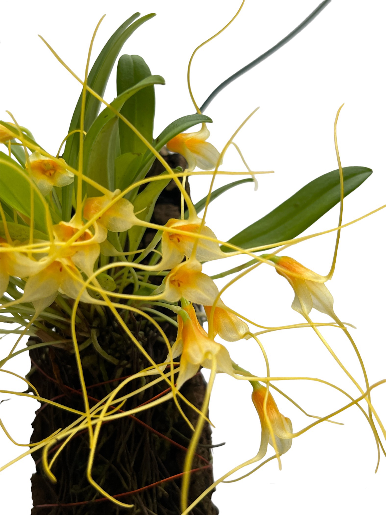 Masdevallia leonardoi