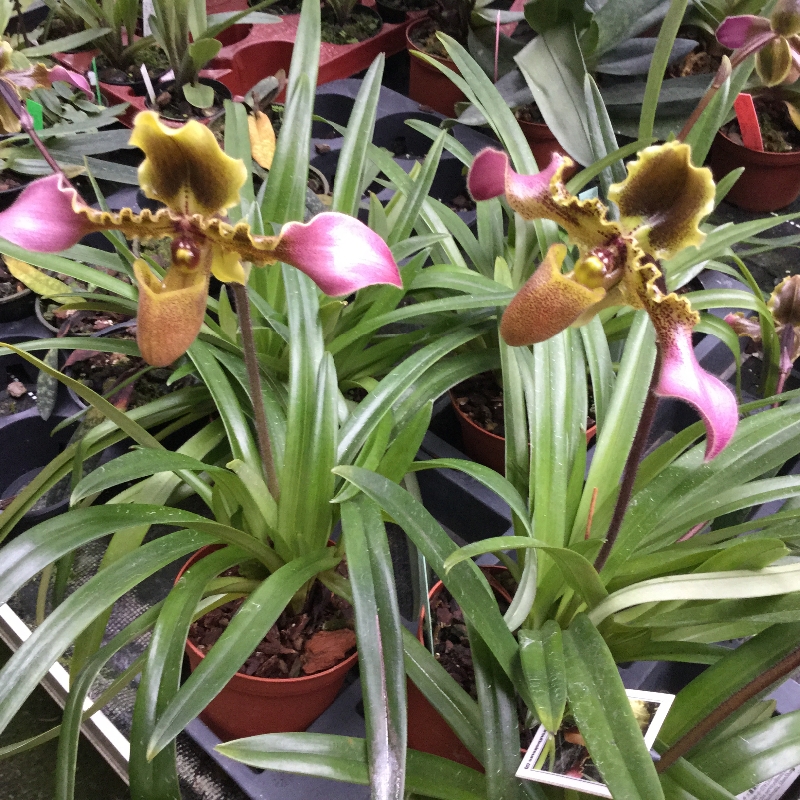 Paphiopedilum hirsutissimum frm. album