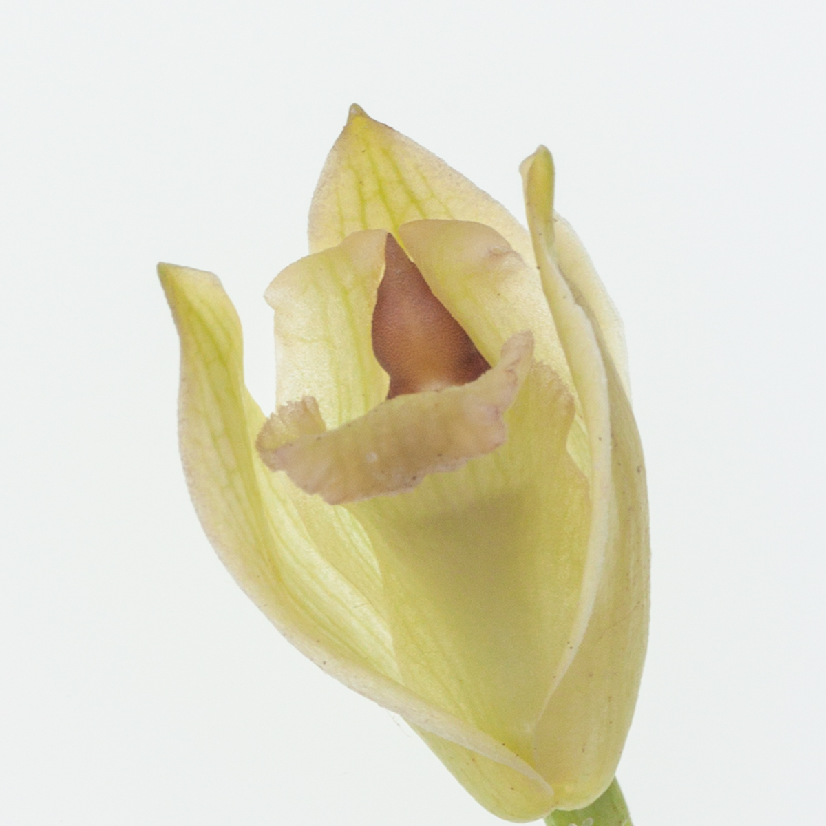 Maxillaria ferdinandiana