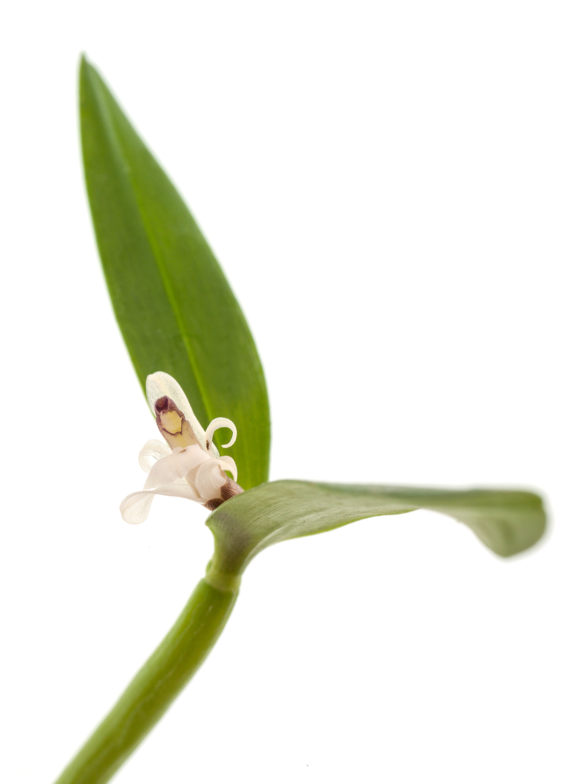 Scaphyglottis prolifera