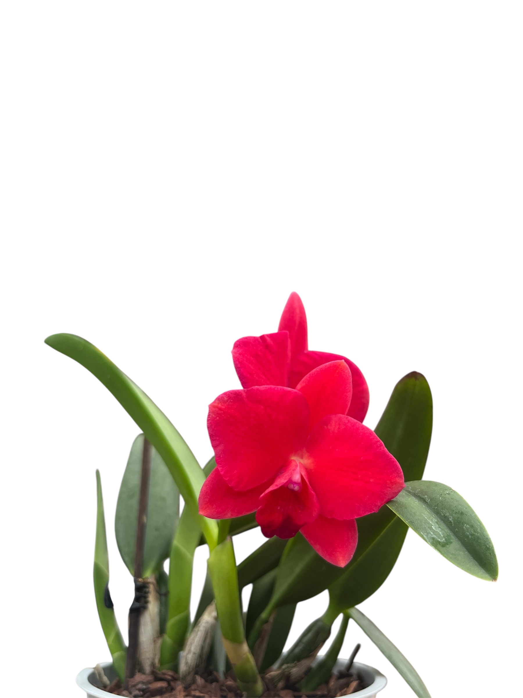 Sophronitis coccinea Hybride