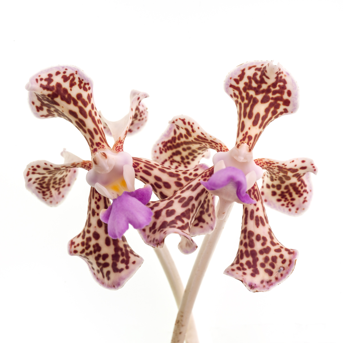 Vanda tricolor suavis