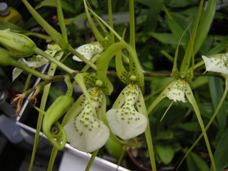 Brassia cochleata