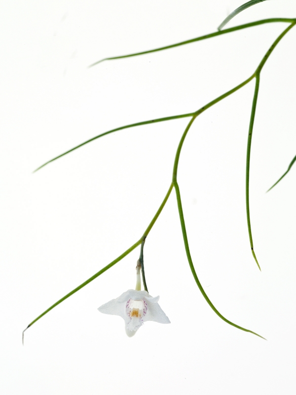 Dendrobium pseudotenellum(aufgebunden)